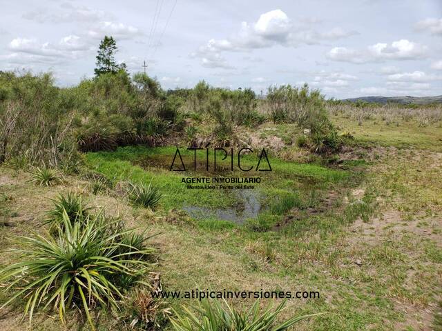 #33 - Campo Productivo para Venta en San Carlos - UY-MA - 2