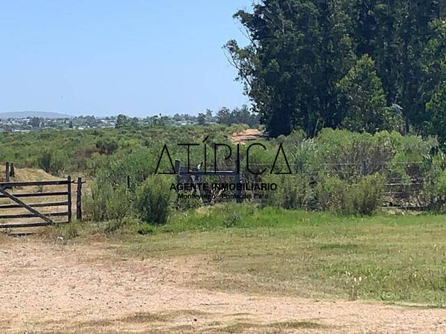 #68 - Campo Productivo para Venta en Maldonado - UY-MA - 2